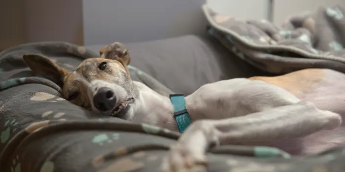 Two Men Give Monkey Pox To Dog In Bed.